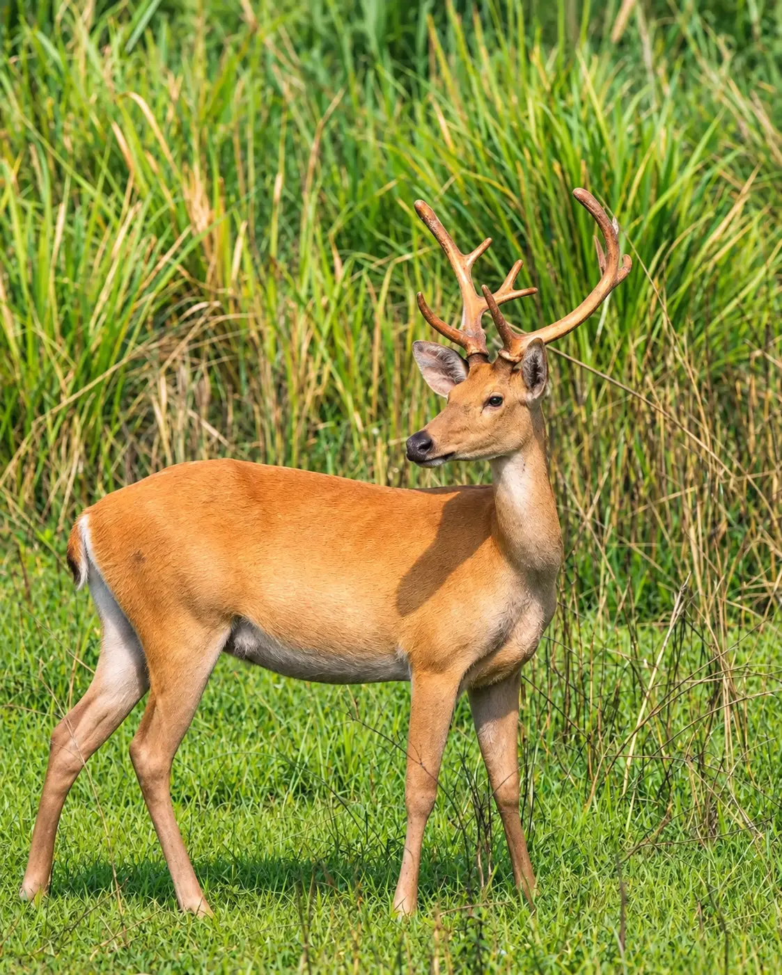 Jhilmil Jheel Safari Zone
